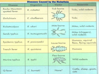 Reckettsia dr.ihsan alsaimary | PPT