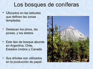 Los bosques de coníferas
• Ubicados en las latitudes
que definen las zonas
templadas.
• Destacan los pinos, las
piceas, y los abetos.
• Este tipo de bosque abunda
en Argentina, Chile,
Estados Unidos y Canadá.
• Sus árboles son utilizados
en la producción de papel.
 