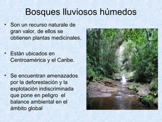 Bosques lluviosos húmedos
• Son un recurso naturale de
gran valor, de ellos se
obtienen plantas medicinales.
• Están ubicados en
Centroamérica y el Caribe.
• Se encuentran amenazados
por la deforestación y la
explotación indiscriminada
que pone en peligro el
balance ambiental en el
ámbito global
 