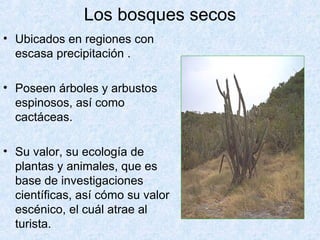 Los bosques secos
• Ubicados en regiones con
escasa precipitación .
• Poseen árboles y arbustos
espinosos, así como
cactáceas.
• Su valor, su ecología de
plantas y animales, que es
base de investigaciones
científicas, así cómo su valor
escénico, el cuál atrae al
turista.
 