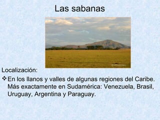 Las sabanas
Localización:
En los llanos y valles de algunas regiones del Caribe.
Más exactamente en Sudamérica: Venezuela, Brasil,
Uruguay, Argentina y Paraguay.
 