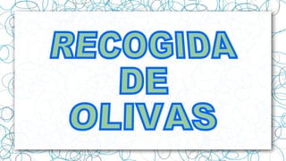 RECOGIDA DE OLIVAS SOT DE CHERA