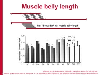 Muscle belly length
10
Shortland AP, Fry NR, McNee AE, Gough M. (2009) Muscle structure and function.
In Gage JR, Schwartz MH, Koop SE, Novacheck TF. The identification and treatment of gait problems in cerebral palsy. London: Mac Keith Press
half fibre width/ half muscle belly length
 