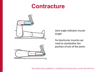 Contracture
5
Joint angle indicates muscle
length
For biarticular muscles we
need to standardise the
position of one of the joints
Baker (2013). Measuring Walking – a handbook of clinical gait analysis. London: Mac Keith Press
 