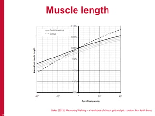 Muscle length
6
Baker (2013). Measuring Walking – a handbook of clinical gait analysis. London: Mac Keith Press
 