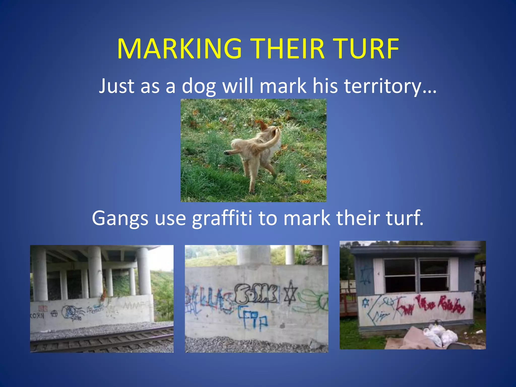 MARKING THEIR TURF 
Just as a dog will mark his territory… 
Gangs use graffiti to mark their turf. 
 