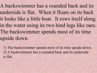 A backswimmer has a rounded back and its
underside is flat. When it floats on its back
it looks like a little boat. It rows itself along
in the water using its two hind legs like oars.
The backswimmer spends most of its time
upside down.
1) The backswimmer spends most of its time upside down.
2) A backswimmer has a rounded back and its underside
is flat.
 
