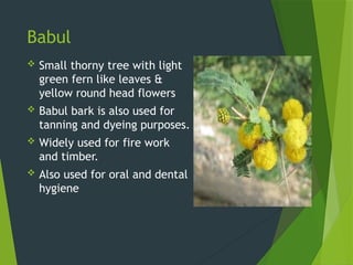HOW TO RECOGNIZE TREES OF INDIA FOR LANDSCAPE DESIGN.pptx