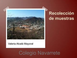 Recolección
de muestras

Valeria Alcalá Mayoral

Colegio Navarrete

 
