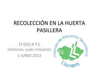 RECOLECCIÓN EN LA HUERTA
PASILLERA
1º ESO A Y C
PROFESORA: ISABEL FERNÁNDEZ
1 JUNIO 2015
 