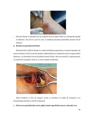 46
- Puroiul colectat se transferă într-un recipient steril cu capac filetat și se transportă imediat
la laborator, mai ales în cazul în care se urmărește prezența anaerobilor (maxim 20 de
minute);
d. Recoltarea puroiului din fistule
Prelevatul de la orificiul fistulei nu conține întotdeauna germenii ce cauzează supurația, de
aceea recoltarea se face în sala de operație, după toaletarea și aseptizarea zonei și tegumentelor
adiacente, se chiuretează cât mai profund traiectul fistule, dacă este posibil se aspiră puroiul,
se transferă în recipiente sterile și se trimit imediat la laborator.
Dacă recoltarea se face pe tampon, acesta se introduce în mediu de transport și cu
documentația aferentă se trimite la laborator.
e. Prelevarea puroiului din arsuri, plăgi, leziuni superficiale (escare, ulcerații, etc.)
 