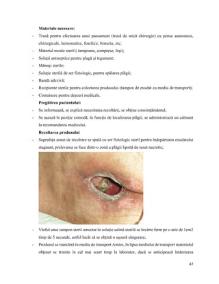 47
Materiale necesare:
- Trusă pentru efectuarea unui pansament (trusă de mică chirurgie) cu pense anatomice,
chirurgicale, hemostatice, foarfece, bisturiu, etc;
- Material moale steril ( tampoane, comprese, feși);
- Soluții antiseptice pentru plagă și tegument;
- Mănuși sterile;
- Soluție sterilă de ser fiziologic, pentru spălarea plăgii;
- Bandă adezivă;
- Recipiente sterile pentru colectarea produsului (tampon de exudat cu mediu de transport);
- Containere pentru deșeuri medicale.
Pregătirea pacientului:
- Se informează, se explică necesitatea recoltării, se obține consimțămăntul;
- Se așează în poziție comodă, în funcție de localizarea plăgii, se administrează un calmant
la recomandarea medicului.
Recoltarea produsului
- Suprafața zonei de recoltare se spală cu ser fiziologic steril pentru îndepărtarea exudatului
stagnant, prelevarea se face dintr-o zonă a plăgii lipsită de țesut necrotic;
- Vârful unui tampon steril umectat în soluție salină sterilă se învârte ferm pe o arie de 1cm2
timp de 5 secunde, astfel încât să se obțină o ușoară sângerare;
- Produsul se transferă în mediu de transport Amies, în lipsa mediului de transport materialul
obținut se trimite în cel mai scurt timp la laborator, dacă se anticipează întârzierea
 