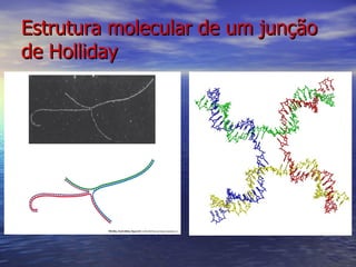 Estrutura molecular de um junção
de Holliday
 