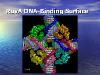 RuvA DNA-Binding Surface
 