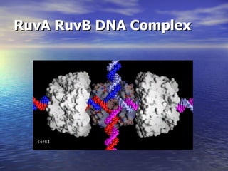 RuvA RuvB DNA Complex
 
