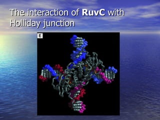 The interaction of RuvC with
Holliday junction
 