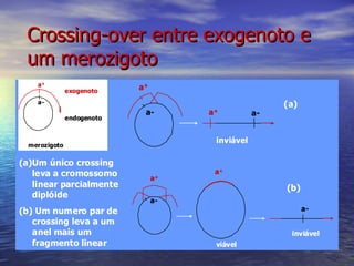 Crossing-over entre exogenoto e
 um merozigoto
    a+
               exogenoto
                            a+
    a-                                                 (a)
                             a-       a+          a-
               endogenoto


                                       inviável
  merozigoto


(a)Um único crossing
   leva a cromossomo                   a+
                                 a+
   linear parcialmente                                 (b)
   diplóide
                                 a-
(b) Um numero par de                                         a-
   crossing leva a um
   anel mais um                                         inviável
   fragmento linear                    viável
 