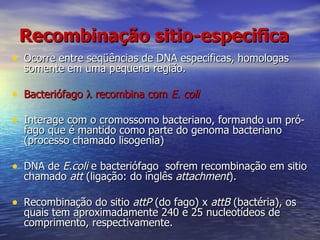 Recombinação sitio-especifica
• Ocorre entre seqüências de DNA especificas, homologas
  somente em uma pequena região.

• Bacteriófago λ recombina com E. coli

• Interage com o cromossomo bacteriano, formando um pró-
  fago que é mantido como parte do genoma bacteriano
  (processo chamado lisogenia)

• DNA de E.coli e bacteriófago sofrem recombinação em sitio
  chamado att (ligação: do inglês attachment).

• Recombinação do sitio attP (do fago) x attB (bactéria), os
  quais tem aproximadamente 240 e 25 nucleotídeos de
  comprimento, respectivamente.
 