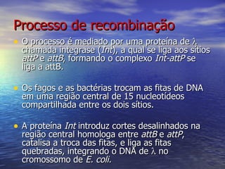 Processo de recombinação
• O processo é mediado por uma proteína de λ
  chamada integrase (Int), a qual se liga aos sítios
  attP e attB, formando o complexo Int-attP se
  liga a attB.

• Os fagos e as bactérias trocam as fitas de DNA
  em uma região central de 15 nucleotídeos
  compartilhada entre os dois sítios.

• A proteína Int introduz cortes desalinhados na
  região central homologa entre attB e attP,
  catalisa a troca das fitas, e liga as fitas
  quebradas, integrando o DNA de λ no
  cromossomo de E. coli.
 
