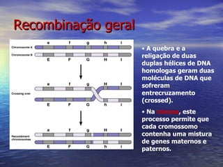 Recombinação geral
                     • A quebra e a
                     religação de duas
                     duplas hélices de DNA
                     homologas geram duas
                     moléculas de DNA que
                     sofreram
                     entrecruzamento
                     (crossed).
                     • Na meiose, este
                     processo permite que
                     cada cromossomo
                     contenha uma mistura
                     de genes maternos e
                     paternos.
 