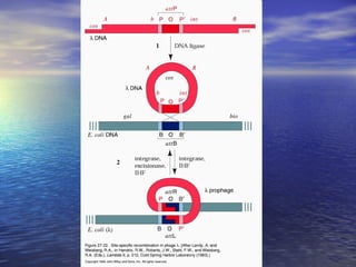 Recombinação genetica