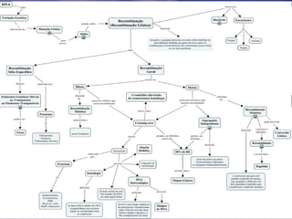 Recombinação genetica