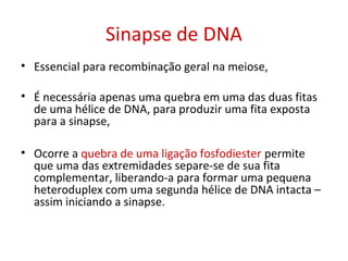 Sinapse de DNA
• Essencial para recombinação geral na meiose,
• É necessária apenas uma quebra em uma das duas fitas
de uma hélice de DNA, para produzir uma fita exposta
para a sinapse,
• Ocorre a quebra de uma ligação fosfodiester permite
que uma das extremidades separe-se de sua fita
complementar, liberando-a para formar uma pequena
heteroduplex com uma segunda hélice de DNA intacta –
assim iniciando a sinapse.
 