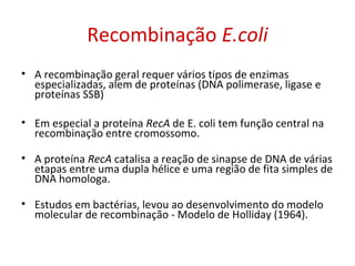 Recombinação E.coli
• A recombinação geral requer vários tipos de enzimas
especializadas, alem de proteínas (DNA polimerase, ligase e
proteínas SSB)
• Em especial a proteína RecA de E. coli tem função central na
recombinação entre cromossomo.
• A proteína RecA catalisa a reação de sinapse de DNA de várias
etapas entre uma dupla hélice e uma região de fita simples de
DNA homologa.
• Estudos em bactérias, levou ao desenvolvimento do modelo
molecular de recombinação - Modelo de Holliday (1964).
 
