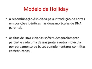 Modelo de Holliday
• A recombinação é iniciada pela introdução de cortes
em posições idênticas nas duas moléculas de DNA
parental.
• As fitas de DNA clivadas sofrem desenrolamento
parcial, e cada uma dessas junta a outra molécula
por pareamento de bases complementares com fitas
entrecruzadas.
 