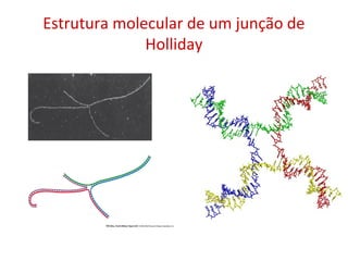 Estrutura molecular de um junção de
Holliday
 