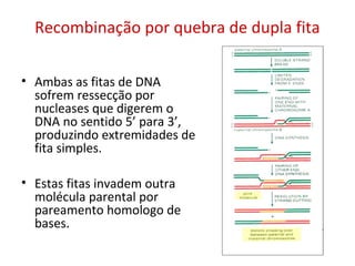 Recombinação por quebra de dupla fita
• Ambas as fitas de DNA
sofrem ressecção por
nucleases que digerem o
DNA no sentido 5’ para 3’,
produzindo extremidades de
fita simples.
• Estas fitas invadem outra
molécula parental por
pareamento homologo de
bases.
 
