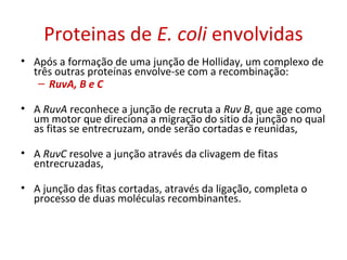 Proteinas de E. coli envolvidas
• Após a formação de uma junção de Holliday, um complexo de
três outras proteínas envolve-se com a recombinação:
– RuvA, B e C
• A RuvA reconhece a junção de recruta a Ruv B, que age como
um motor que direciona a migração do sitio da junção no qual
as fitas se entrecruzam, onde serão cortadas e reunidas,
• A RuvC resolve a junção através da clivagem de fitas
entrecruzadas,
• A junção das fitas cortadas, através da ligação, completa o
processo de duas moléculas recombinantes.
 