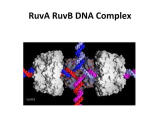 RuvA RuvB DNA Complex
 