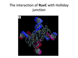 The interaction of RuvC with Holliday
junction
 