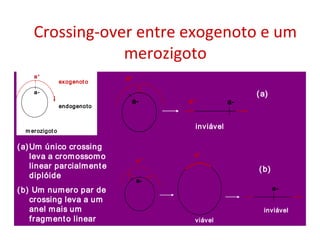 Crossing-over entre exogenoto e um
merozigoto
a+
a-
exogenot o
endogenoto
m erozigot om erozigot o
a+
a-
exogenot o
endogenoto
a+
a-
exogenot o
endogenoto
m erozigot om erozigot o
a+
a- a+
a-
inviável
a+
a-
a+
a-a- a+
a-
inviável
a+
a-
a+
a-
inviável
viável
a+
a-
a+
a-
a+a+
a-a-a-
inviável
viável
(a)
(b)
(a)Um único crossing
leva a cromossomo
linear parcialmente
diplóide
(b) Um numero par de
crossing leva a um
anel mais um
fragmento linear
a+
a-
exogenot o
endogenoto
m erozigot om erozigot o
a+
a-
exogenot o
endogenoto
a+
a-
exogenot o
endogenoto
m erozigot om erozigot o
a+
a- a+
a-
inviável
a+
a-
a+
a-a- a+
a-
inviável
a+
a-
a+
a-
inviável
viável
a+
a-
a+
a-
a+a+
a-a-a-
inviável
viável
(a)
(b)
(a)Um único crossing
leva a cromossomo
linear parcialmente
diplóide
(b) Um numero par de
crossing leva a um
anel mais um
fragmento linear
 