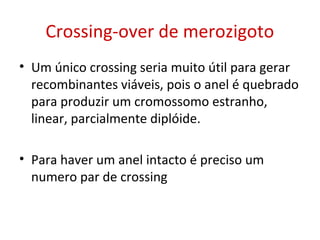 Crossing-over de merozigoto
• Um único crossing seria muito útil para gerar
recombinantes viáveis, pois o anel é quebrado
para produzir um cromossomo estranho,
linear, parcialmente diplóide.
• Para haver um anel intacto é preciso um
numero par de crossing
 