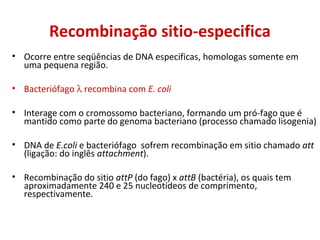 Recombinação sitio-especifica
• Ocorre entre seqüências de DNA especificas, homologas somente em
uma pequena região.
• Bacteriófago λ recombina com E. coli
• Interage com o cromossomo bacteriano, formando um pró-fago que é
mantido como parte do genoma bacteriano (processo chamado lisogenia)
• DNA de E.coli e bacteriófago sofrem recombinação em sitio chamado att
(ligação: do inglês attachment).
• Recombinação do sitio attP (do fago) x attB (bactéria), os quais tem
aproximadamente 240 e 25 nucleotídeos de comprimento,
respectivamente.
 