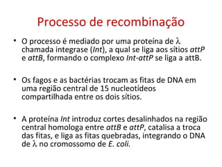 Processo de recombinação
• O processo é mediado por uma proteína de λ
chamada integrase (Int), a qual se liga aos sítios attP
e attB, formando o complexo Int-attP se liga a attB.
• Os fagos e as bactérias trocam as fitas de DNA em
uma região central de 15 nucleotídeos
compartilhada entre os dois sítios.
• A proteína Int introduz cortes desalinhados na região
central homologa entre attB e attP, catalisa a troca
das fitas, e liga as fitas quebradas, integrando o DNA
de λ no cromossomo de E. coli.
 