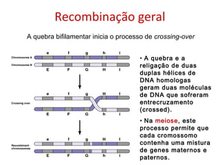 Recombinação geral
• A quebra e a
religação de duas
duplas hélices de
DNA homologas
geram duas moléculas
de DNA que sofreram
entrecruzamento
(crossed).
• Na meiose, este
processo permite que
cada cromossomo
contenha uma mistura
de genes maternos e
paternos.
A quebra bifilamentar inicia o processo de crossing-over
 