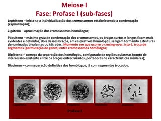              
Diacinese
             
Zigóteno
             
Diplóteno
             
Prófase I
             
Paquíteno
             
Leptóteno
Meiose I
Fase: Profase I (sub-fases)
Leptóteno – inicia-se a individualização dos cromossomos estabelecendo a condensação
(espiralização);
Zigóteno – aproximação dos cromossomos homólogos;
Paquíteno – máximo grau de condensação dos cromossomos, os braços curtos e longos ficam mais
evidentes e definidos, dois desses braços, em respectivos homólogos, se ligam formando estruturas
denominadas bivalentes ou tétrades. Momento em que ocorre o crosing-over, isto é, troca de
segmentos (permutação de genes) entre cromossomos homólogos;
Diplóteno – começo da separação dos homólogos, configurado de regiões quiasmas (ponto de
intercessão existente entre os braços entrecruzados, portadores de características similares);
Diacinese – com separação definitiva dos homólogos, já com segmentos trocados.
 