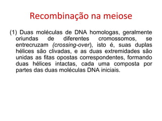 Recombinação na meiose
(1) Duas moléculas de DNA homologas, geralmente
oriundas de diferentes cromossomos, se
entrecruzam (crossing-over), isto é, suas duplas
hélices são clivadas, e as duas extremidades são
unidas as fitas opostas correspondentes, formando
duas hélices intactas, cada uma composta por
partes das duas moléculas DNA iniciais.
 