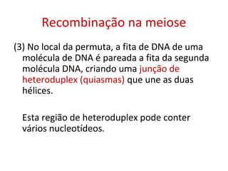 Recombinação na meiose
(3) No local da permuta, a fita de DNA de uma
molécula de DNA é pareada a fita da segunda
molécula DNA, criando uma junção de
heteroduplex (quiasmas) que une as duas
hélices.
Esta região de heteroduplex pode conter
vários nucleotídeos.
 