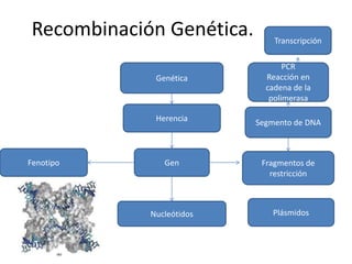 Recombinación Genética.       Transcripción

                                 PCR
             Genética       Reacción en
                            cadena de la
                             polimerasa

             Herencia     Segmento de DNA



Fenotipo       Gen         Fragmentos de
                             restricción



            Nucleótidos       Plásmidos
 