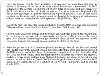  Once the human DNA has been extracted, it is necessary to isolate the exact gene for
insulin. It is located in the top of the short arm of the eleventh chromosome. The DNA
sequence for the A chain is compromised of sixty three nucleotides and the sequence for
the B chain is compromised of ninety nucleotides. An extra codon must be placed at the
end of both sequences to signal the termination of protein synthesis. Also, an anti-codon,
consisting of the amino acid methionine, must be placed at the beginning of each chain in
order to make the removal of the insulin possible. (Singh-Khaira, 1994).
 In order to “cut” the genes for insulin production from the DNA you must mix the human
DNA with the enzymes HincII and BamHI (Laub, Rall, Bell, Rutter, 1982).
 Once the DNA has been cleaved and the insulin gene and been isolated, the mixture must
be run through an agarose gel electrophoresis in order to be able to remove the insulin
gene. First you must cast the agarose gel. To do this place the well-forming comb into the
gel-casting tray and pour enough agarose solution to fill the tray to 6mm.
 After the gel has set (15-20 minutes), place it into the gel box, fill the box with enough
TBE buffer to cover the gel, and remove the comb. After these steps have been completed,
the DNA must be loaded into the gel by inserting it into the wells with a pipet. After all of
the DNA has been loaded, close the electrophoresis chamber and connect the electrical
leads to a power supply and turn it on. Wait until the bands are almost to the end and then
remove the gel and stain it (Owen, 2000). Once the gel has been stained, elute the DNA
fragments by shaking the gel in a solution of 0.2 N NaCl, 1mm EDTA, and 10 mm Trk
(Laub, 1982).
 