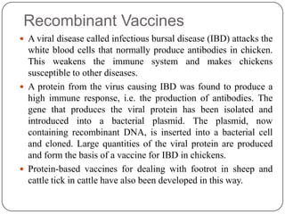 Recombinant Vaccines
 A viral disease called infectious bursal disease (IBD) attacks the
white blood cells that normally produce antibodies in chicken.
This weakens the immune system and makes chickens
susceptible to other diseases.
 A protein from the virus causing IBD was found to produce a
high immune response, i.e. the production of antibodies. The
gene that produces the viral protein has been isolated and
introduced into a bacterial plasmid. The plasmid, now
containing recombinant DNA, is inserted into a bacterial cell
and cloned. Large quantities of the viral protein are produced
and form the basis of a vaccine for IBD in chickens.
 Protein-based vaccines for dealing with footrot in sheep and
cattle tick in cattle have also been developed in this way.
 