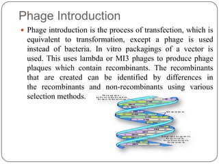 Phage Introduction
 Phage introduction is the process of transfection, which is
equivalent to transformation, except a phage is used
instead of bacteria. In vitro packagings of a vector is
used. This uses lambda or MI3 phages to produce phage
plaques which contain recombinants. The recombinants
that are created can be identified by differences in
the recombinants and non-recombinants using various
selection methods.
 