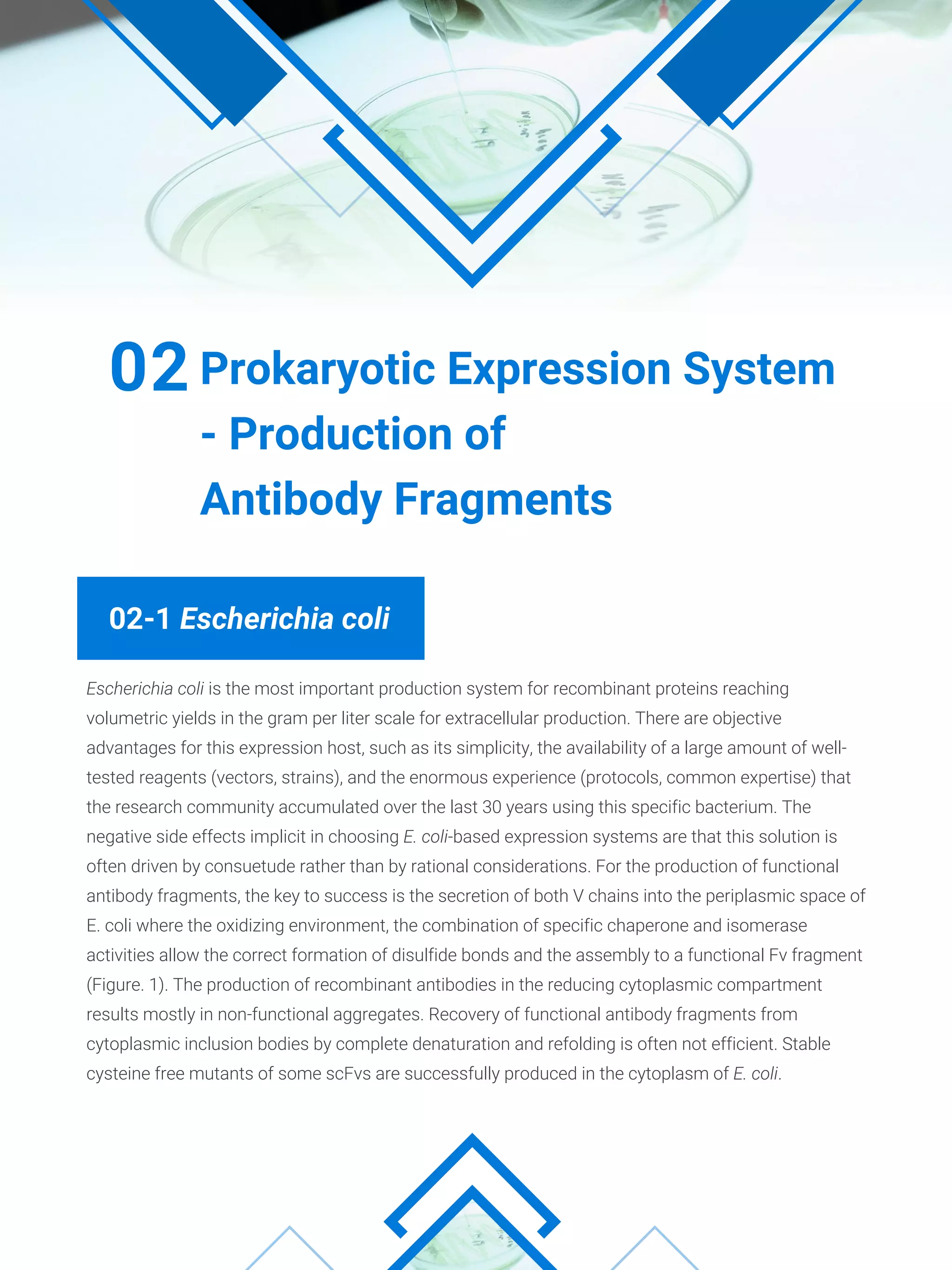 02-1 Escherichia coli
Escherichia coli is the most important production system for recombinant proteins reaching
volumetric yields in the gram per liter scale for extracellular production. There are objective
advantages for this expression host, such as its simplicity, the availability of a large amount of well-
tested reagents (vectors, strains), and the enormous experience (protocols, common expertise) that
the research community accumulated over the last 30 years using this specific bacterium. The
negative side effects implicit in choosing E. coli-based expression systems are that this solution is
often driven by consuetude rather than by rational considerations. For the production of functional
antibody fragments, the key to success is the secretion of both V chains into the periplasmic space of
E. coli where the oxidizing environment, the combination of specific chaperone and isomerase
activities allow the correct formation of disulfide bonds and the assembly to a functional Fv fragment
(Figure. 1). The production of recombinant antibodies in the reducing cytoplasmic compartment
results mostly in non-functional aggregates. Recovery of functional antibody fragments from
cytoplasmic inclusion bodies by complete denaturation and refolding is often not efficient. Stable
cysteine free mutants of some scFvs are successfully produced in the cytoplasm of E. coli.
Prokaryotic Expression System
- Production of
Antibody Fragments
02