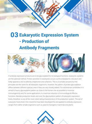If antibody expression products are to be glycosylated for its biological functions, eukaryotic systems
are the optional method. Protein secretion in eukaryotes occurs via the endoplasmic reticulum and
Golgi apparatus and is aided by chaperones and cofactors. This is a complex process but the
principles are the same for all eukaryotic organisms. However, the pattern of protein glycosylation
differs between different species, even if they are very closely related. For recombinant antibodies it is
aimed to have a glycosylation pattern as close to the human one as possible to minimize
immunogenicity and, for some applications, to maximize induction of immunological effector
functions. Besides production levels and cost, the glycosylation pattern of eukaryotic expression
hosts, therefore, is one of the most noted rating characteristics of the production system. The set of
eukaryotic hosts that in the meantime have been developed for and applied to antibody expression
ranges from rather simple organisms such as yeast to transgenic mammals and plants.
Eukaryotic Expression System
- Production of
Antibody Fragments
03
 