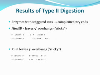 Results of Type II Digestion
 Enzymes with staggered cuts  complementary ends
 HindIII - leaves 5´ overhangs (“sticky”)
5’ --AAGCTT-- 3’ 5’ --A AGCTT--3’
3’ --TTCGAA-- 5’ 3’ –TTCGA A--5’
 KpnI leaves 3´ overhangs (“sticky”)
5’--GGTACC-- 3’ 5’ –GGTAC C-- 3’
3’--CCATGG-- 5’ 3’ –C CATGG-- 5’
 
