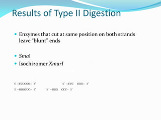 Results of Type II Digestion
 Enzymes that cut at same position on both strands
leave “blunt” ends
 SmaI
 Isochizomer XmarI
5’ --CCCGGG-- 3’ 5’ --CCC GGG-- 3’
3’ --GGGCCC-- 5’ 3’ --GGG CCC-- 5’
 